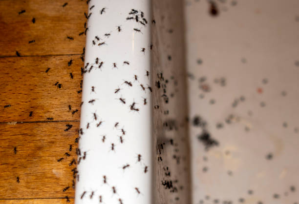 Pest Control for Restaurants in Jellico, TN