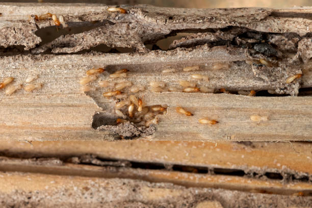 Best Wildlife Control Services  in Jellico, TN